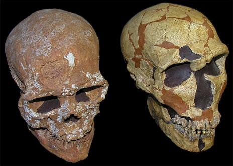 Un cráneo revela nueva información del sistema visual neandertal