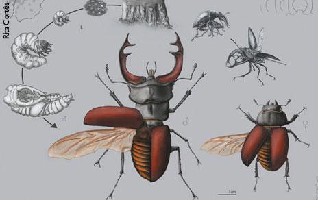 Illustraciencia presenta a las ganadoras de su sexta edición Illustraciencia presenta a las ganadoras de su sexta edición
