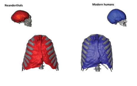Desvelan la capacidad pulmonar de los neandertales  aproximadamente un 20% superior a la de los humanos modernos