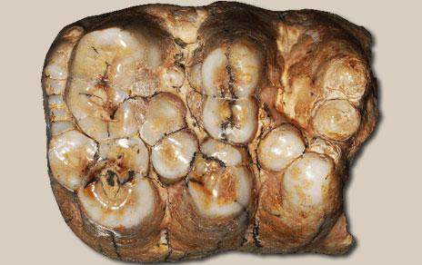 La industria lítica descubierta en Argelia  revela que el norte de África estuvo poblado desde hace al menos 2 4 m.a.