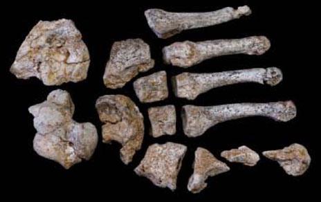 Desvelan la importancia de la endogamia en la extinción de los neandertales Desvelan la importancia de la endogamia en la extinción de los neandertales