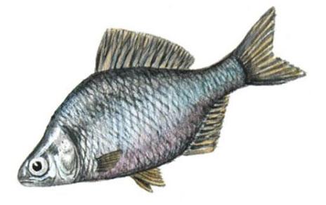 Un pez invasor amenaza la situación ya crítica de las almejas de río