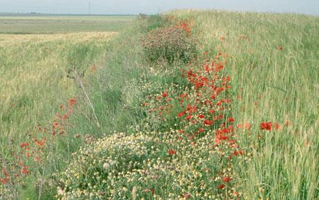 Dejar lindes en los campos de cultivo mejora la producción agrícola y la biodiversidad Dejar lindes en los campos de cultivo mejora la producción agrícola y la biodiversidad