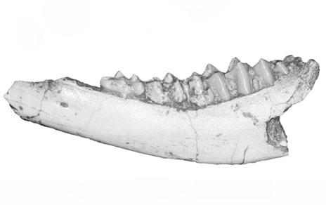 Describen la especie Hispanomeryx lacetanus primera evidencia del ciervo almizclero en el Penedés Describen la especie Hispanomeryx lacetanus primera evidencia del ciervo almizclero en el Penedés
