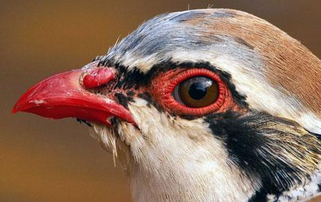 La coloración roja de las perdices predice su longevidad y capacidad reproductiva La coloración roja de las perdices predice su longevidad y capacidad reproductiva