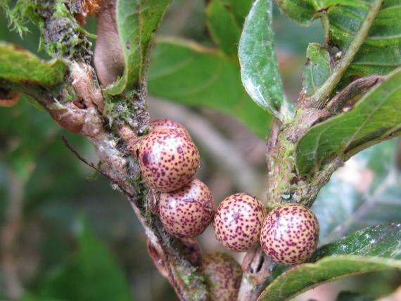 Descubren un nuevo género y 17 especies de avispas de las agallas en los robles de Panamá