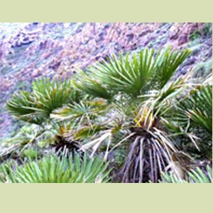 Una crisis global de biodiversidad Una crisis global de biodiversidad