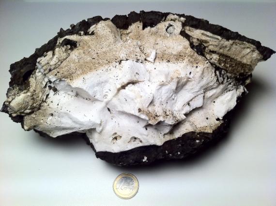 Un ejemplar de roca pumita del volcán de El Hierro se expone en el Museo Nacional de Ciencias Naturales