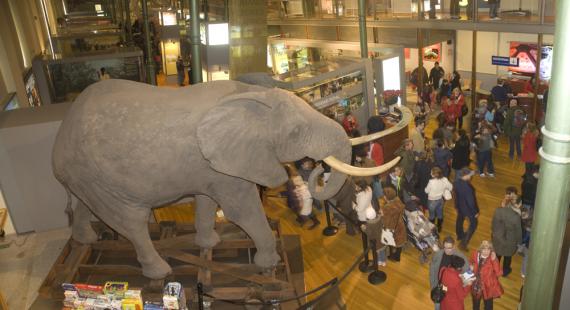 Las familias eligen el Museo Nacional de Ciencias Naturales para disfrutar de la Navidad Las familias eligen el Museo Nacional de Ciencias Naturales para disfrutar de la Navidad