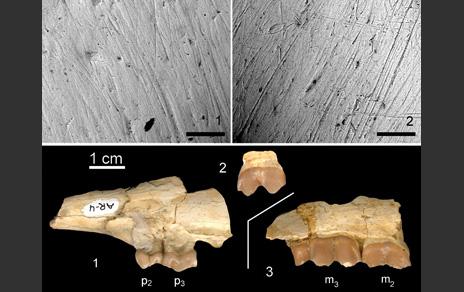 Los dientes de los rumiantes nos indican cómo era el clima y la vegetación en el Mioceno Los dientes de los rumiantes nos indican cómo era el clima y la vegetación en el Mioceno