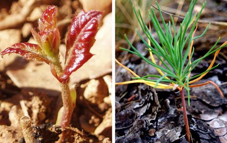 La variedad de especies arbóreas mejora la regeneración de los bosques mediterráneos La variedad de especies arbóreas mejora la regeneración de los bosques mediterráneos