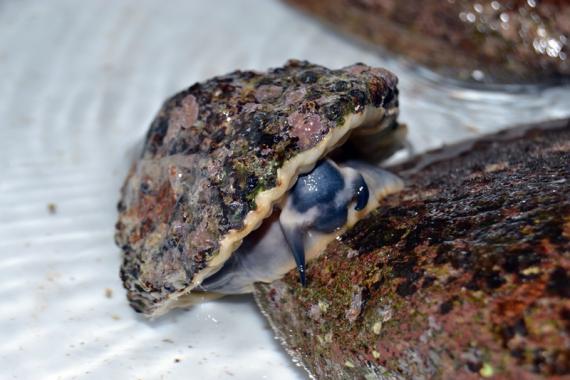 Un equipo de investigación del MNCN repdroduce crías de una lapa en peligro de extinción