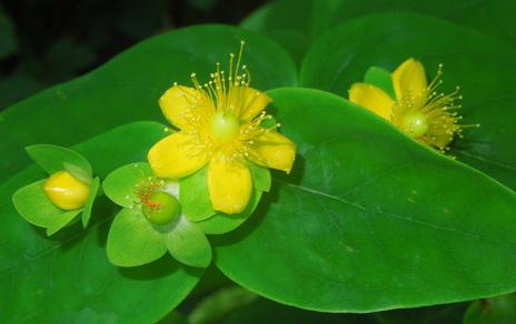 El enfoque multidisciplinar logra una reconstrucción profunda de la historia evolutiva de un género de plantas