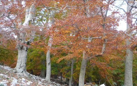 Las plantas optimizan el uso del agua según el ambiente en el que viven