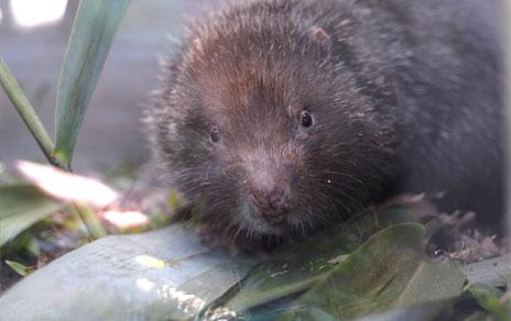 Los cambios en el monzón influyeron en la evolución de los roedores