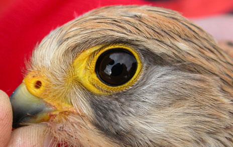 Determinan el carácter hereditario del color de la piel de las aves