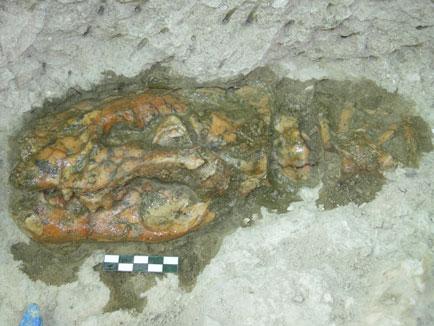 Reconstruyen las relaciones de parentesco de una especie de tejón que vivió hace nueve millones de años