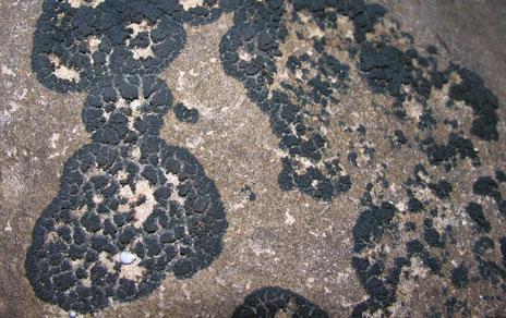 El cambio de compañero fotosintético permite a los hongos que forman líquenes colonizar nuevos hábitats