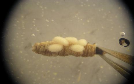 La mayor variedad de especies en islas no siempre implica mayor variedad de formas y funciones