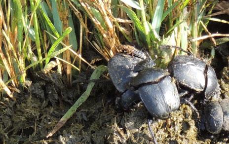 Un fármaco de uso generalizado para el ganado podría estar implicado en el declive de los escarabajos peloteros Un fármaco de uso generalizado para el ganado podría estar implicado en el declive de los escarabajos peloteros