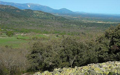 Proponen la creación de corredores naturales en las grandes ciudades para aumentar la presencia de aves Proponen la creación de corredores naturales en las grandes ciudades para aumentar la presencia de aves