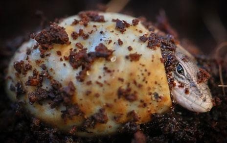 Un investigador del MNCN gana el concurso de fotografía de la BES