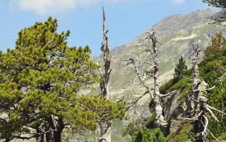 Instan a mejorar los planes de reforestación para lograr bosques multifuncionales Instan a mejorar los planes de reforestación para lograr bosques multifuncionales