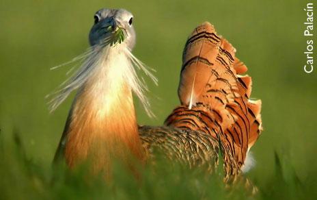 La dieta de las avutardas varía en función de su sexo