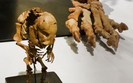 El MNCN y la Obra Social la Caixa presentan la renovada y ampliada exposición Minerales  fósiles y evolución humana