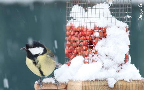 Las aves se alimentan peor cuando aumenta el volumen del ruido