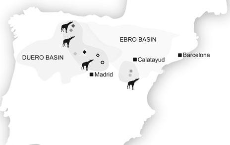Desvelan las relaciones de parentesco evolutivo de las jirafas ibéricas del Mioceno