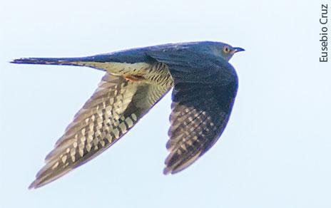 Los cucos parasitan menos los nidos de las aves que viven cerca de las personas