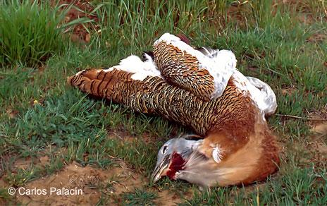 El aumento de los tendidos eléctricos pone en riesgo el comportamiento migratorio de las aves
