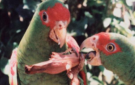 Descubren cómo los loros colaboran en la expansión de la araucaria brasileña Descubren cómo los loros colaboran en la expansión de la araucaria brasileña