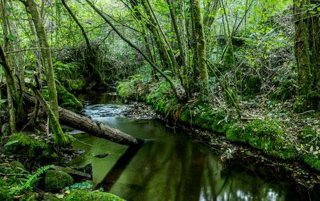 Instan a la restauración de los cursos hidrológicos para conservar las especies autóctonas