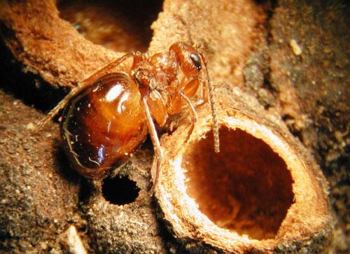 Hembra áptera de la generación asexual de Biorhiza pallida que acaba de emerger de su agalla en la raíz del roble.
