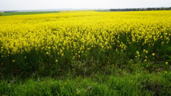 Imagen de un campo de cultivo a las orillas del río Jarama, Madrid. / Carlos Antón
