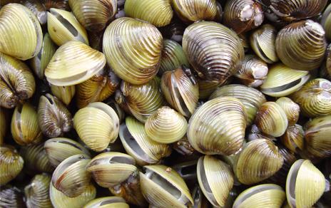 Corbicula fluminea. Almeja asiática / Estación de Hidrobiología USC