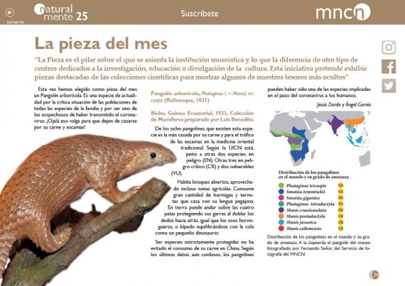 Pieza del mes nm25