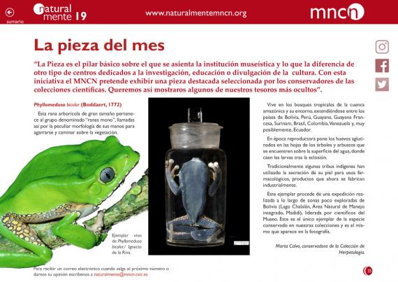 Pieza del mes nm 19