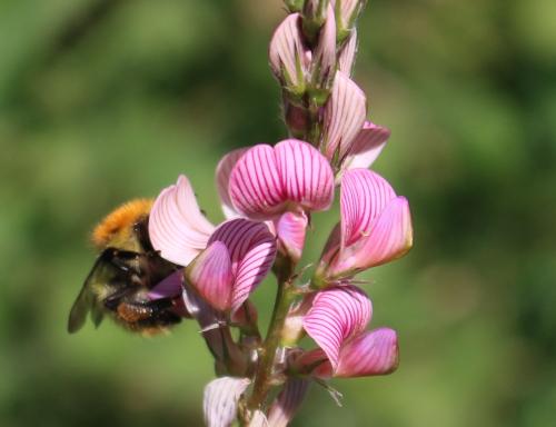 Abeja polinizando una flor de esparceta