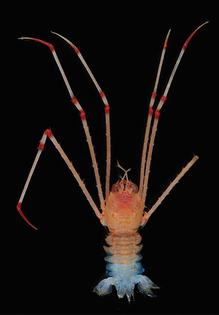 chinche de mar / Muséum national d'Histoire naturelle (MNHN)