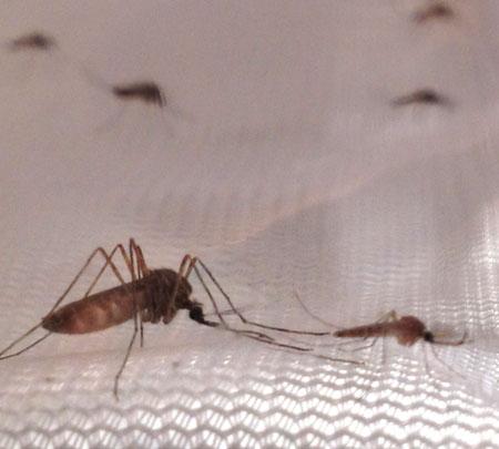 Mosquito transmisor de la malaria aviar. / Josué Martínez de la Puente