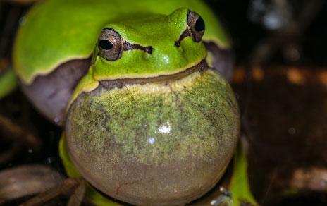 Ranita de San Antonio, Hyla molleri. / P.Hernández
