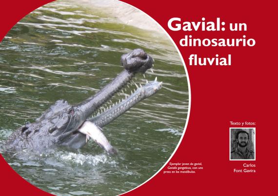 Portada Gavial 