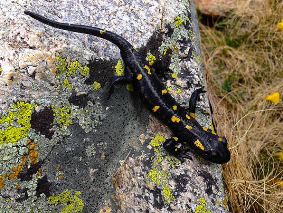 Ejemplar de Salamandra salamandra almanzoris fotografiado en el Circo de Gredos/ Íñigo Martínez Solano