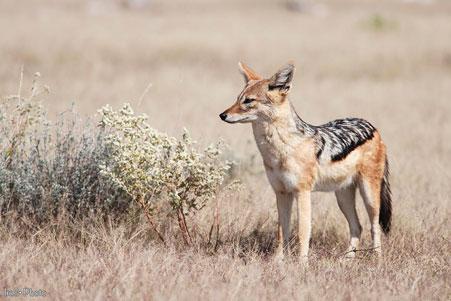 Chacal de lomo negro en Ethosa (Namibia)/ Israel M. Sánchez