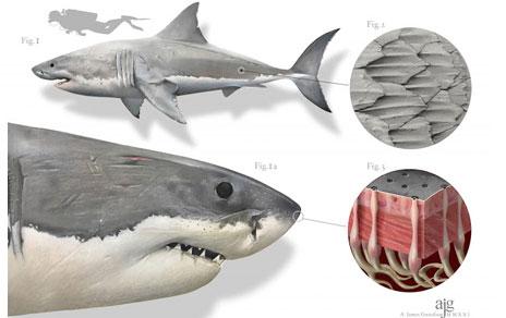 'More than jaws' - J. Gustafson
