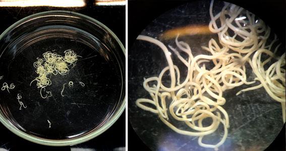 Ejemplares de anisákidos extraídos de una merluza infectada. / Alfonso Navas del laboratorio de Nematología del MNCN-CSIC