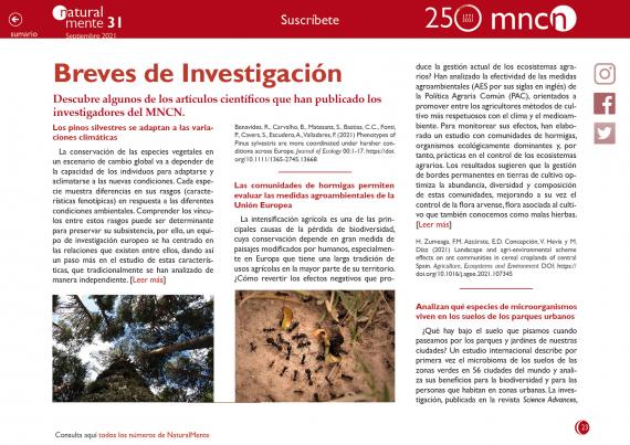 Breves nm31